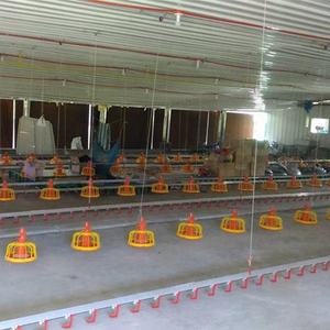 Automatische Kip Vleeskuikens Gevogelte Boerderij Ontwerp - Product Image 4