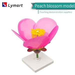 Nuovo arrivo 3d modello educativo fiore di pesco per <span class=keywords><strong>botanica</strong></span> - Product Image 6