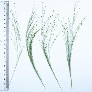 Hojas de Hierba de Fuente Secas y Prensadas, Follaje Natural Ornamental para Manualidades con Resina y Decoración - Product Image 5