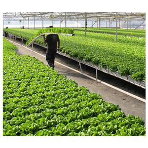 <span class=keywords><strong>Serre</strong></span> <span class=keywords><strong>de</strong></span> film plastique commerciale agricole hydroponique pour laitue/concombre/poivron/aubergine/tomate/fleurs/cultures - Product Image 3