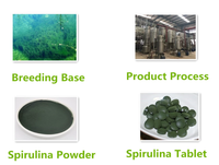 Fournisseur professionnel d'usine : Comprimés de spiruline personnalisés en vrac, produits à base de spiruline