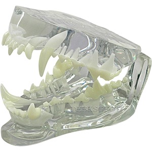 Modèle dentaire canin transparent pour clinique vétérinaire, usage pédagogique et décoration - Product Image 1