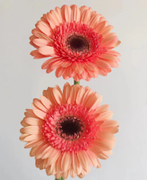 Pertanian Yunnan Menanam Gerbera Jamesonii Segar Potong untuk Dekorasi secara Grosir