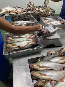 Pangasius congelado de alta calidad, pescado entero de Vietnam, Malasia, exportado de China, cumple con altos estándares - Product Image 6