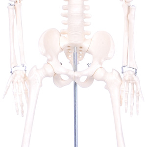 Modèle de squelette humain Masakazu, 85 cm, matériel pédagogique mobile pour les sciences médicales - Product Image 5