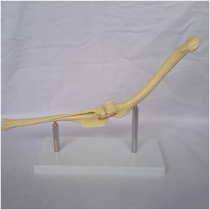 KyrenMed Perro Articulación de la rodilla Articulación Hueso Perro Fémur y Shin Tibia Modelo de <span class=keywords><strong>esqueleto</strong></span> de hueso <span class=keywords><strong>canino</strong></span> - Product Image 2