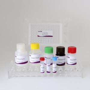 CE-zertifiziertes <span class=keywords><strong>ELISA</strong></span>-Kit für die Antikörper erkennung von Gland ers im Pferdes erum-Hohe Empfindlichkeit und Spezifität - Product Image 6
