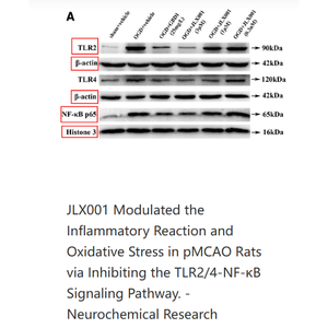 Anticorps monoclonal anti-<span class=keywords><strong>histone</strong></span> H3 de lapin, haute spécificité et sensibilité, contrôle de charge pour WB, IHC, IF, ELISA et IP - Product Image 3