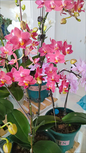 Clips para Plantas Diseñados para Orquídeas, que Proporcionan Soporte para Tallos, Enredaderas y Plantas Trepadoras para Ayudarles a Crecer Verticalmente - Product Image 3