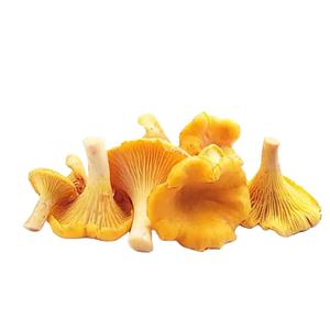 Detan <span class=keywords><strong>Prix</strong></span> de gros Champignon Chanterelle sauvage fraîche de haute qualité - Product Image 1