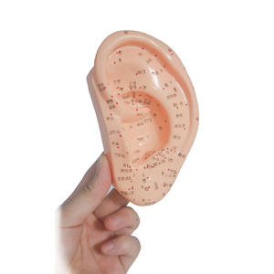 Modelo de Acupuntura de Oído de 13cm x 22cm, Reutilizable, con Diagrama de Puntos Estándar de Zonas de Reflejo - Product Image 4