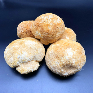 Tête <span class=keywords><strong>de</strong></span> Singe <span class=keywords><strong>Champignon</strong></span> Grande Taille Lions <span class=keywords><strong>Crinière</strong></span> & Hericium Erinaceus <span class=keywords><strong>Champignon</strong></span> - Product Image 3