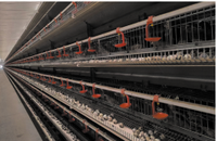 Nouveau système de cage à cailles entièrement automatique à 5 niveaux avec alimentation, abreuvement, collecte des œufs et élimination du fumier pour l'élevage avicole