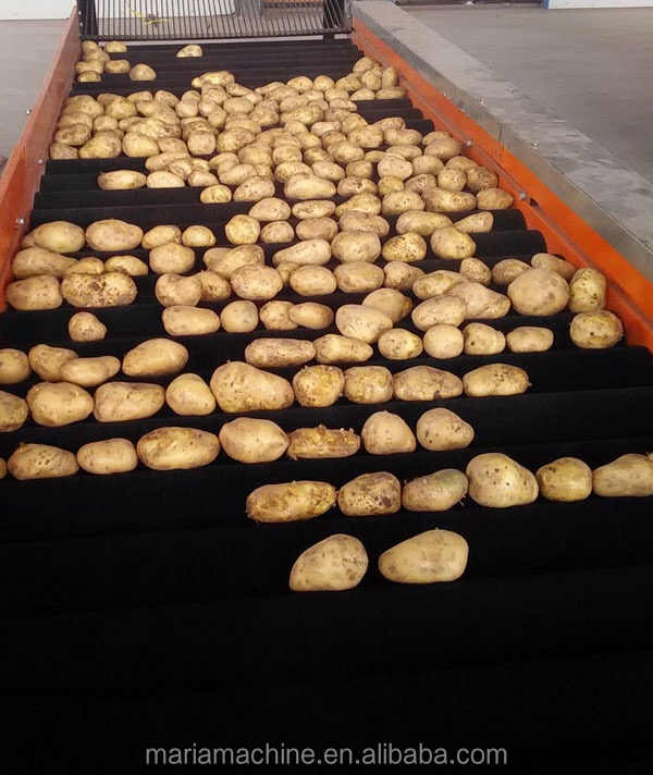 Hot Sale Industrial Garlic Grading Equipment Stainless Steel 304 Sorting 2000 Garlics/Minute Garlic Sorter