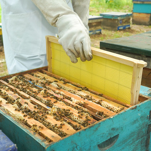 รังผึ้งประกอบกับฐานขี้ผึ้งสำหรับเลี้ยงผึ้งใช้ในฟาร์มผึ้งใหม่จากนิวซีแลนด์ - Product Image 5