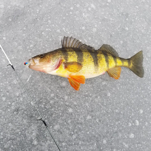 Gabarit <span class=keywords><strong>de</strong></span> glace <span class=keywords><strong>en</strong></span> tungstène <span class=keywords><strong>de</strong></span> haute qualité tête <span class=keywords><strong>de</strong></span> gabarit <span class=keywords><strong>de</strong></span> glace <span class=keywords><strong>en</strong></span> tungstène pêche sur glace gabarit <span class=keywords><strong>de</strong></span> goutte avec crochet pour <span class=keywords><strong>perche</strong></span> - Product Image 6