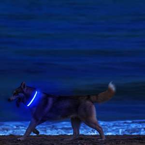 Collier pour chien en nylon réglable en gros avec lumières LED clignotantes, motif uni et décoration en ruban, fluorescent lumineux - Product Image 4