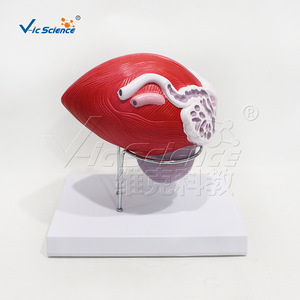 Modèle grossi de vessie et de prostate avec numérotation ; aide pédagogique pour l'urologie ; équipement de laboratoire universitaire. - Product Image 3