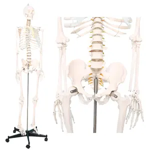 factory 170cm life size Human Skeleton model Teaching resources