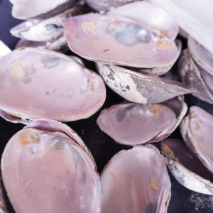 Coquillages naturels en gros, <span class=keywords><strong>nacre</strong></span> <span class=keywords><strong>rose</strong></span> pour meubles, artisanat et incrustations - Product Image 5