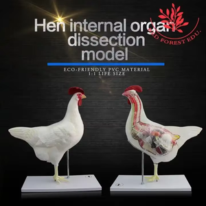 Modello di gallina animale da fattoria modello di pollo femminile modello animale anatomico veterinario - Product Image 4