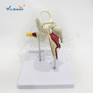 Approvisionnement direct d'usine : modèle d'ossicules 4 fois plus grand, en 3 parties avec membrane tympanique, détails anatomiques précis, fabriqué en PVC. - Product Image 4