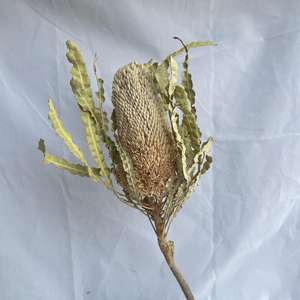 Flores secas DIY con materiales multicolores Protea en stock al por mayor a bajo <span class=keywords><strong>precio</strong></span> - Product Image 4