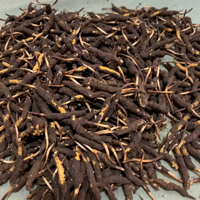 Extrait de Cordyceps Hericium Pur de Haute Qualité en Poudre, Complément Alimentaire de Qualité Alimentaire Certifié HPLC Halal en Bouteille/Fût