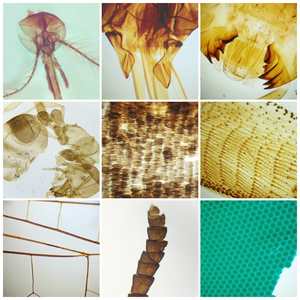 Juego de piezas bucales para insectos, portaobjetos preparados FRT1022, suministros educativos médicos, 22 tipos, modelo de Laboratorio de Biología, portaobjetos de microscopio Animal - Product Image 5