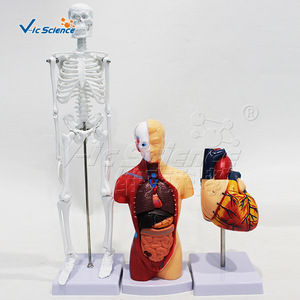 Modèle de squelette humain, de torse et de cœur (ensemble de trois pièces), organes détachables, matériel pédagogique pour les écoles de médecine. - Product Image 1