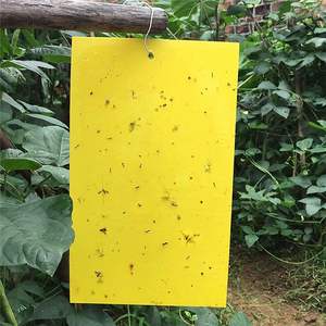 Trampa Adhesiva Amarilla Personalizable de 20*25cm para Control de Plagas en Invernaderos Interiores/Exteriores, Atrapa Garrapatas, Moscas y Polillas - Product Image 2