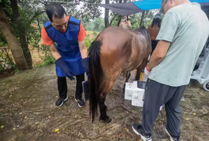 Macchina a raggi <span class=keywords><strong>X</strong></span> ricaricabile medica veterinaria portatile per veterinario - Product Image 5