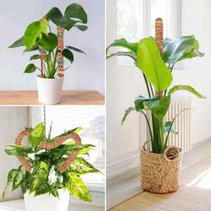 Poteau en fibre de coco écologique et pliable, design minimaliste pour le soutien des plantes <span class=keywords><strong>Monstera</strong></span>, utilisation intérieure/extérieure, jardin domestique - Product Image 6