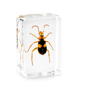 Biologie Anatomie L'éducation Utilisé Insecte Spécimen Presse-papiers En Résine Comme Cadeau Éducatif - Product Image 2