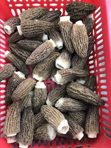 DETAN 2023 bonne qualité, tige naturelle fraîche, sauvage, Morchella, Conica, champignon, <span class=keywords><strong>prix</strong></span> - Product Image 2