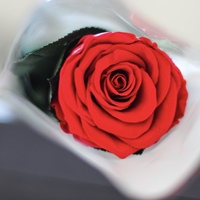 Lovebay Saint-Valentin Fête des Mères Cadeaux Longue Tige Conservée Rose Real Touch Fleur Éternelle Roses Préservées pour Arrangement Floral