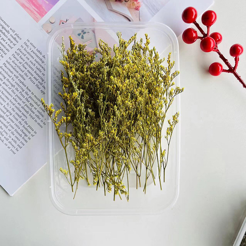 Erba amante gialla 10 grammi