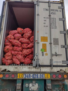 2023 Vietnam New Crop Best Selling-Raíz de jengibre de elefante fresco de alta calidad con precio competitivo de Vietnam - Product Image 6