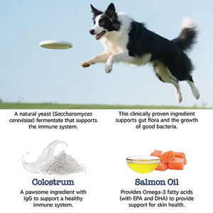 Vente en gros d'usine OEM/ODM : Complément alimentaire à mâcher souple pour chiens, favorisant l'amélioration de la santé cérébrale et cognitive - Product Image 6