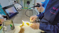 Endoscope vétérinaire portable OSCAT RAE-105 pour petits animaux avec angulation à 360°, compatibilité iOS/Android pour lavage pulmonaire
