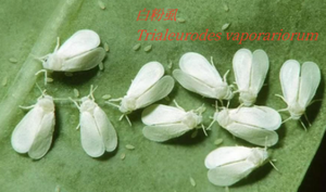 揮発性生物温室Whiteflyルアー保存プラスチックチューブトマトの蛾Trialeurodes Vaporariorumフェロモンを引き付ける