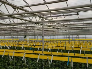 Piège collant jaune en rouleau, lutte antiparasitaire portable pour <span class=keywords><strong>plantes</strong></span> d'extérieur, serres, jardins, capture <span class=keywords><strong>les</strong></span> <span class=keywords><strong>moucherons</strong></span>, <span class=keywords><strong>les</strong></span> mouches des fruits, <span class=keywords><strong>les</strong></span> pucerons - Product Image 5