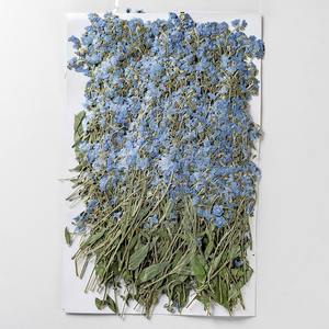 Dimenticardimelo con rami di materiale per veri fiori confezionare segnalibro con fiore essiccato esemplare di pianta in rilievo - Product Image 3