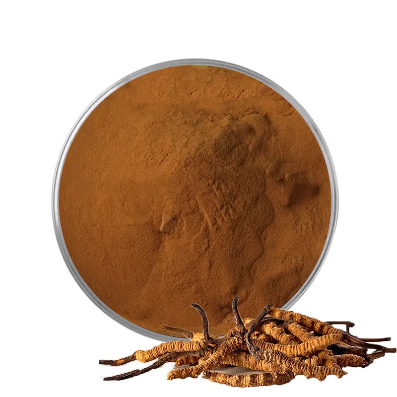 Health Supplement Organic Cordyceps Sinensis Extract Cordycepin Powder
