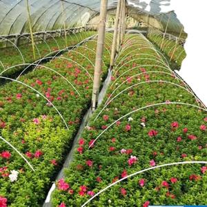 Estaca de árbol trepador de planta de fibra de vidrio para invernadero/postes de soporte de cobertizo de arco FRP - Product Image 2