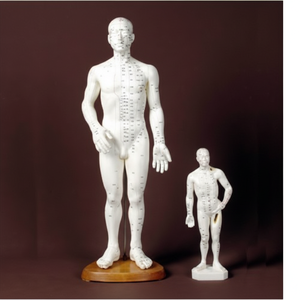 Modelo de punto de acupuntura, hombre coreano, mujer, alrededor de 50cm, modelo de cuerpo humano, gráfico de puntos de acupuntura, punto de acupuntura, muñeca de goma Mox - Product Image 1