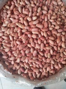 Granos de cacahuete de marca Thomas de alta calidad, cosechadora de cacahuetes sin cáscara, agricultura <span class=keywords><strong>con</strong></span> 7% de humedad - Product Image 4