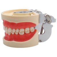 Modelo Dental de Práctica Removible de Venta Caliente para Entrenamiento Odontológico, con 28/32 Dientes y Encía Blanda Reemplazable