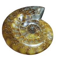 Cendrier en cristal d'ammonite naturel 150-200g, poli, artisanal, objets d'art fossile, cadeaux d'entreprise, décoration de bureau Feng Shui