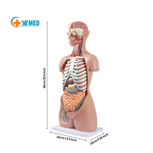 Torso de estudio de enseñanza médica, modelo de <span class=keywords><strong>cuerpo</strong></span> <span class=keywords><strong>humano</strong></span>, muñeca de anatomía, 20 piezas extraíbles, modelo de Torso anatómico sin sexo de tamaño real - Product Image 1